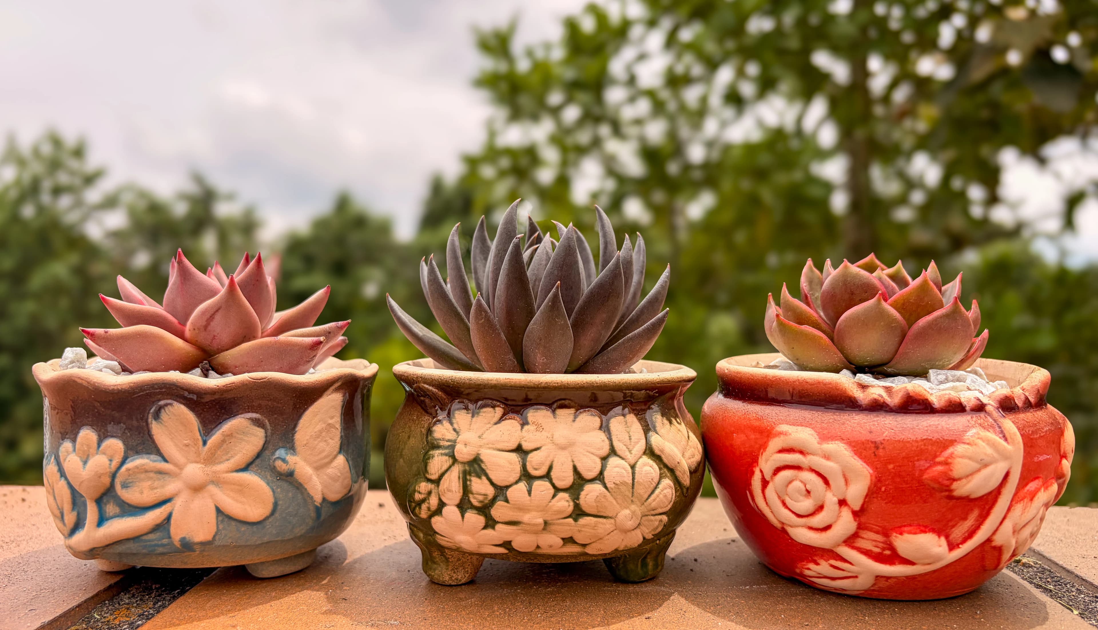 Agavoides de diversidad genética Mechis