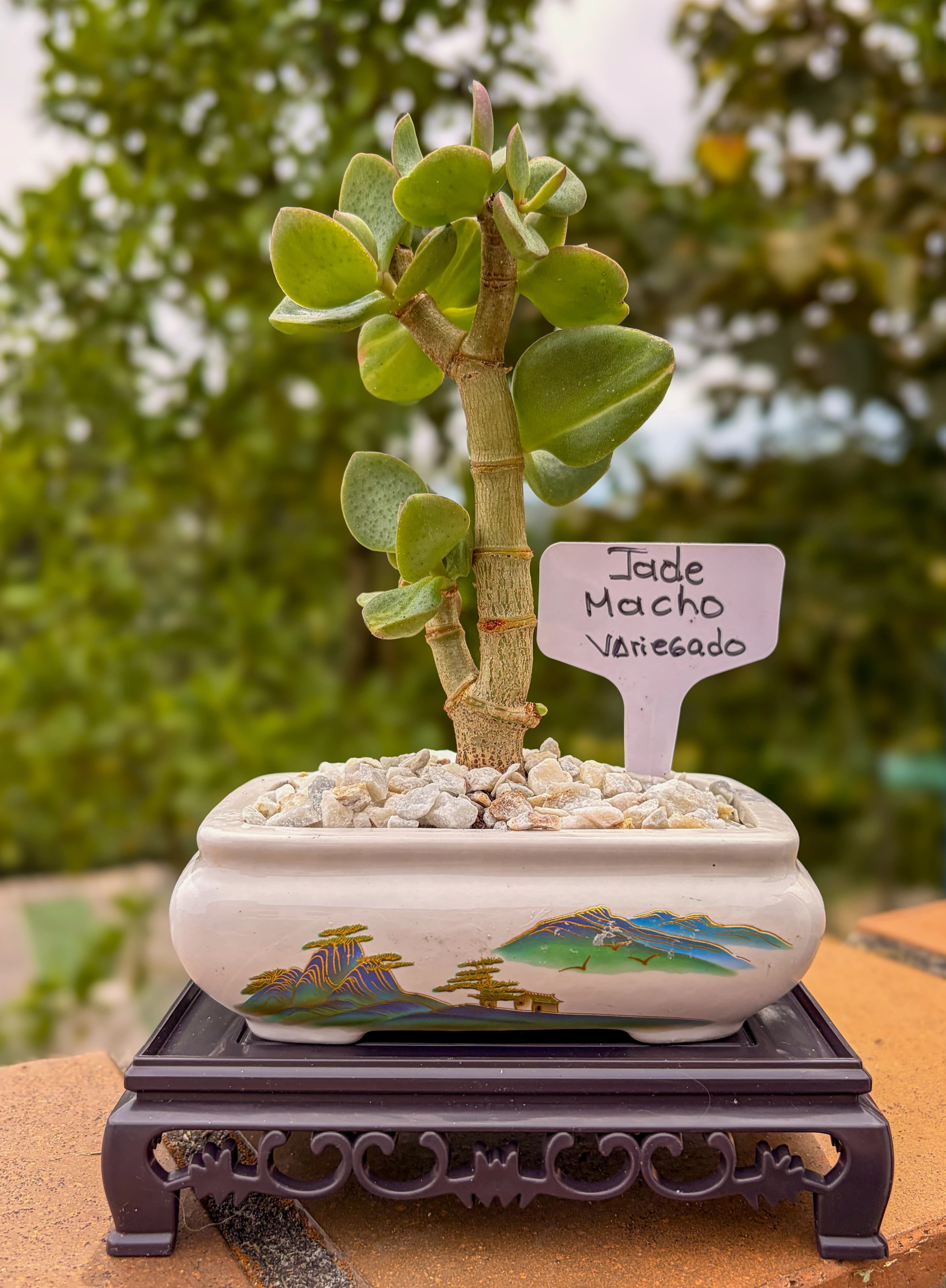 Suculentas variegadas e híbridas Mechis
